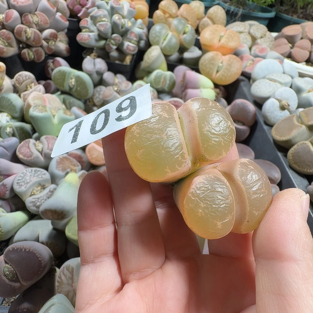 大***恋生石花一物一拍109