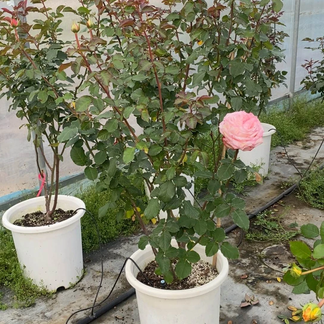 完全开放一物一拍