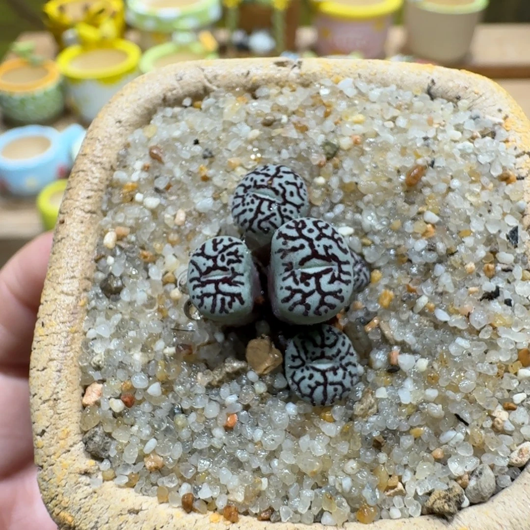 蘑菇1168墨墨墨墨墨墨多肉植物