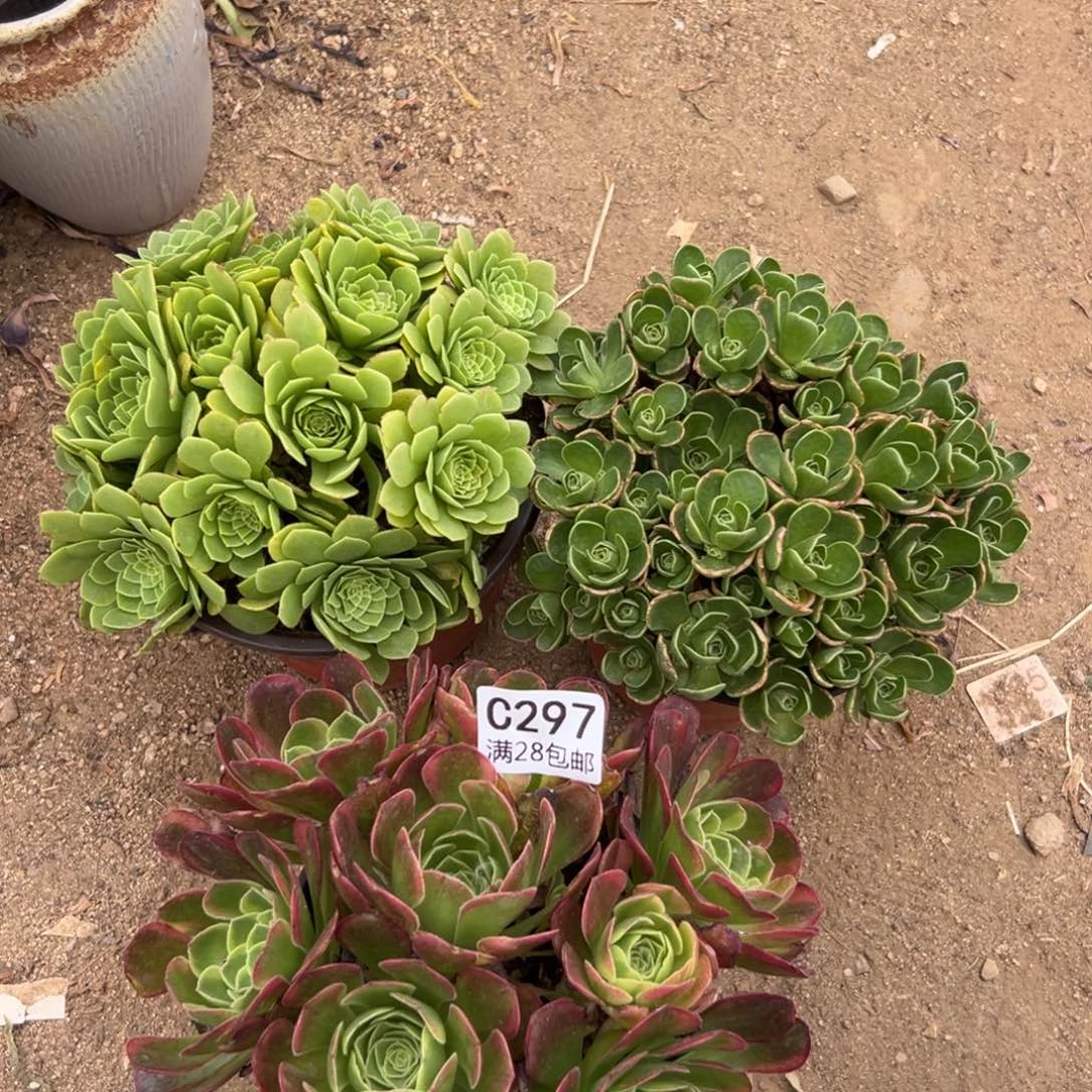 297多肉  3颗