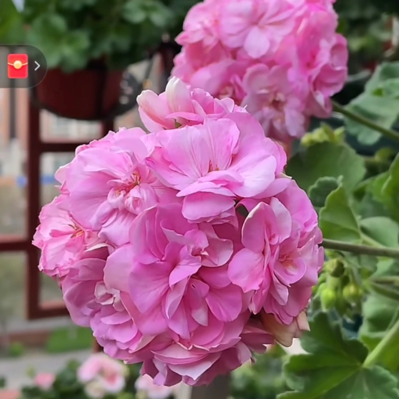 天竺葵克里米亚玫瑰苗 包对版