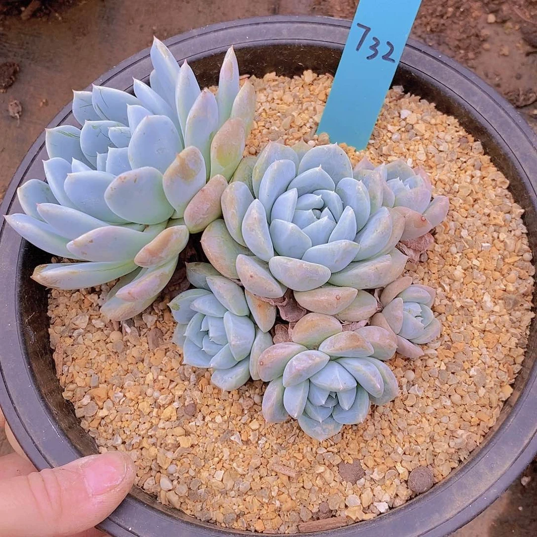 732多肉植物老桩