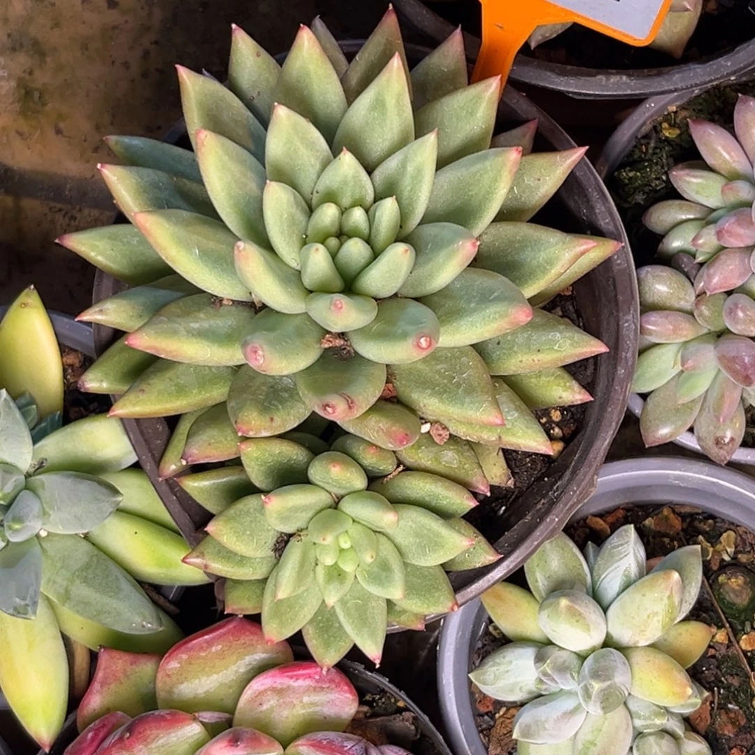 多肉植物克里斯朵462