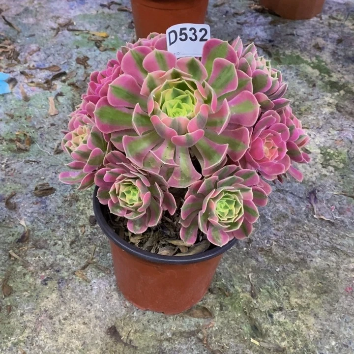 女巫多肉植物532