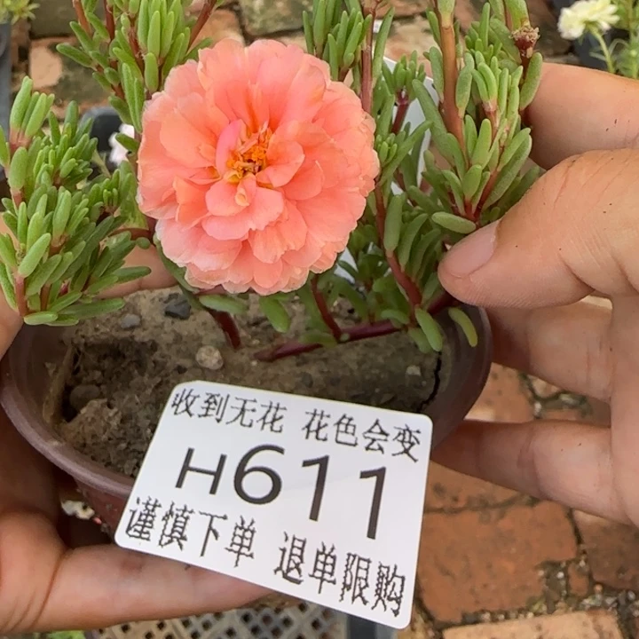 无花朵H611超小苗盆口10cm
