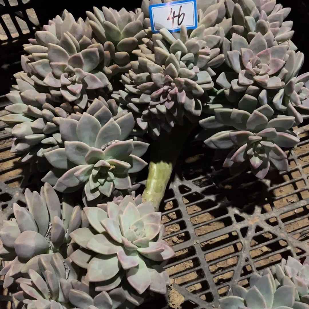 46号淡雪缀化一物一拍