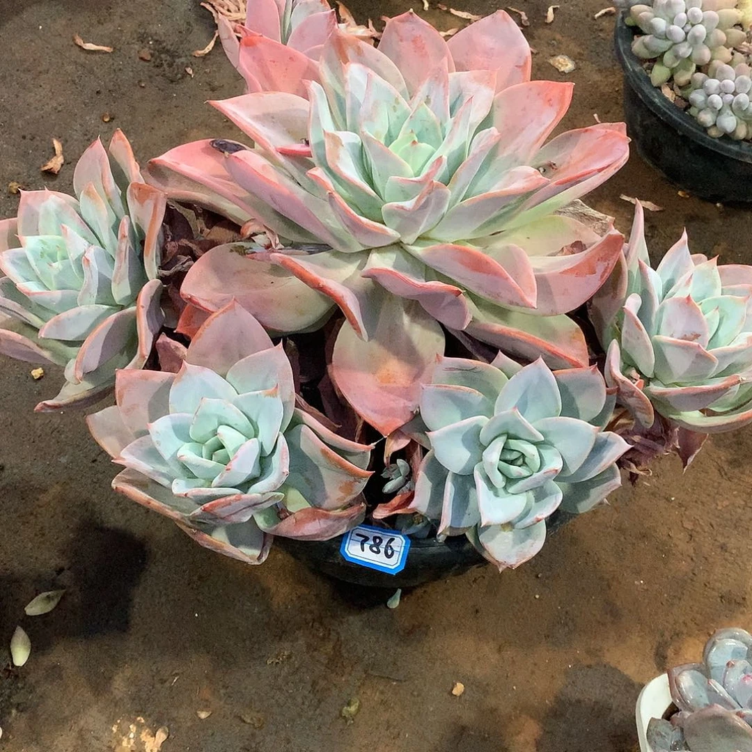 786烟火 一物一拍多肉