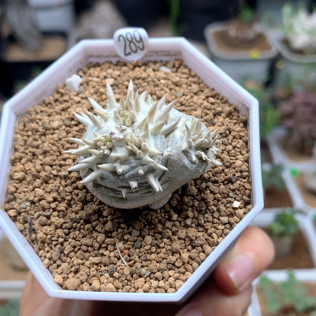 惠比须笑多肉带盆