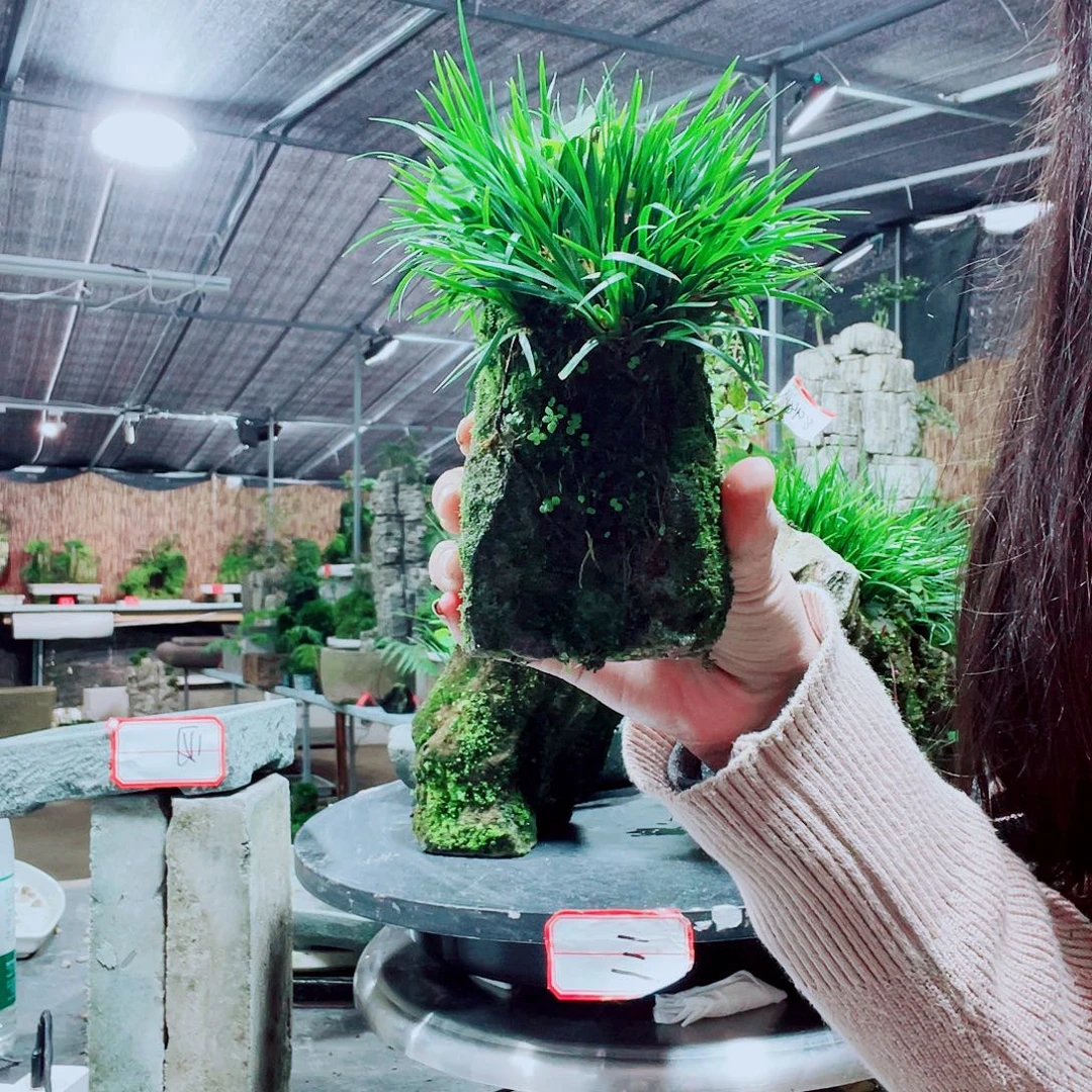 1***？当前无花栽培后可以开花