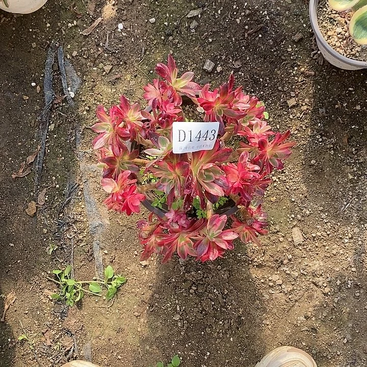 1443凤冠多肉母本无售后