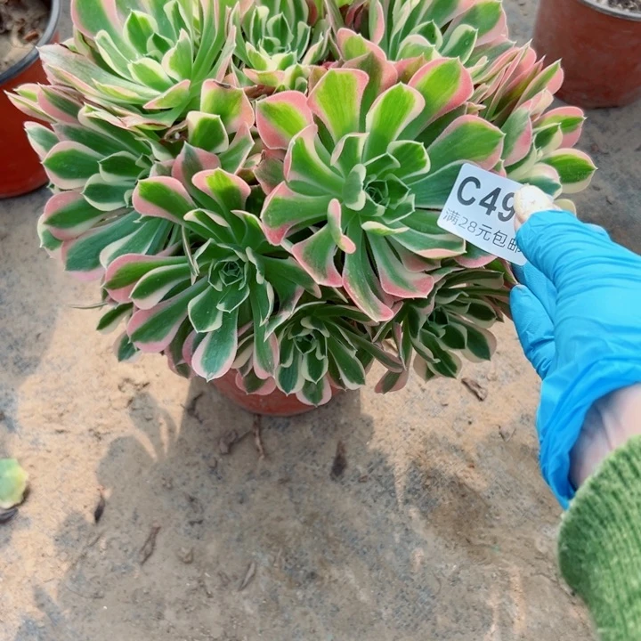 494白多肉植物的
