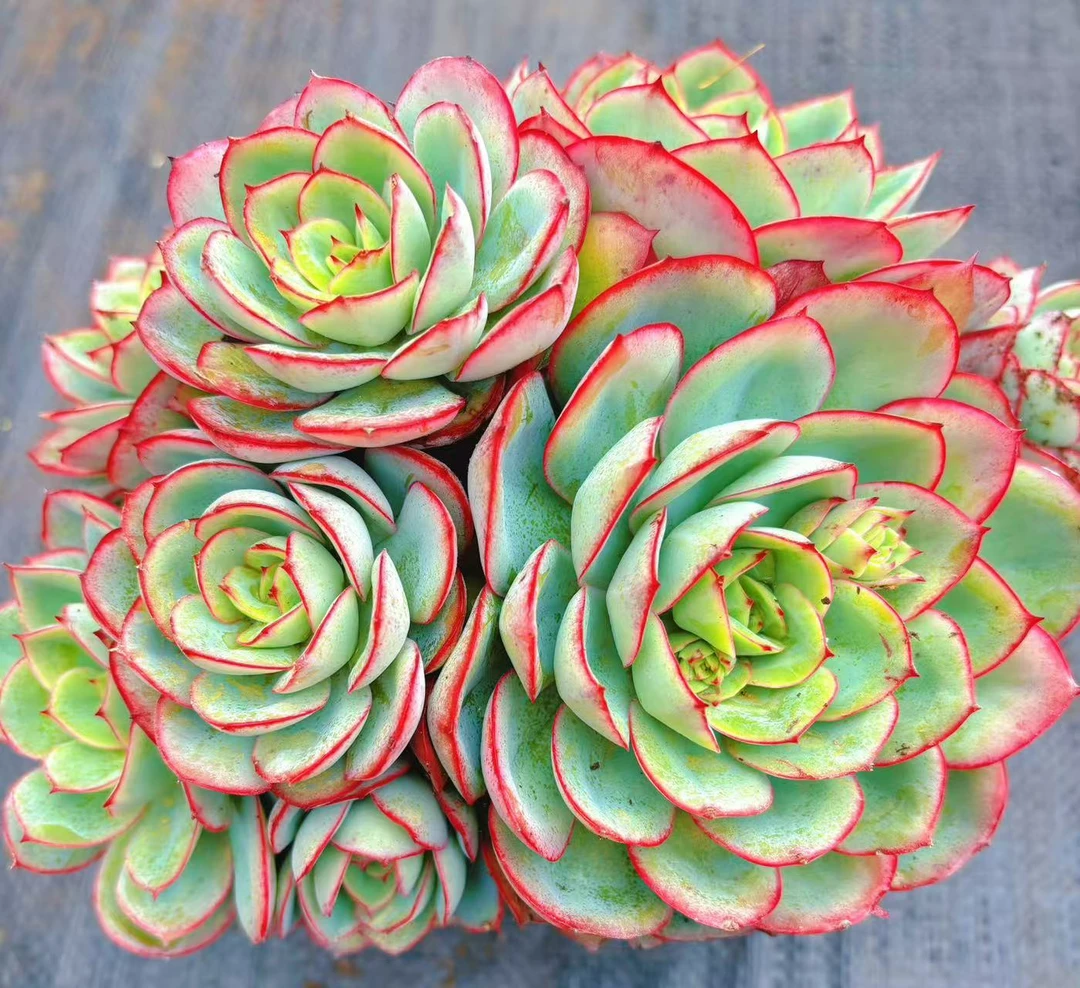 （精品牡丹亭）好看好养（任意2单包邮） 脱土发好运来多肉植物