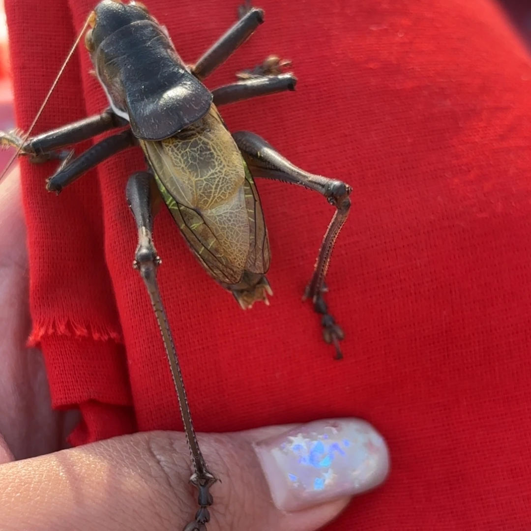 卜***朵蝈蝈蝈蝈福福价格