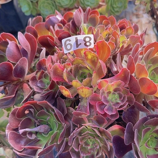 空***#多肉植物一个变易