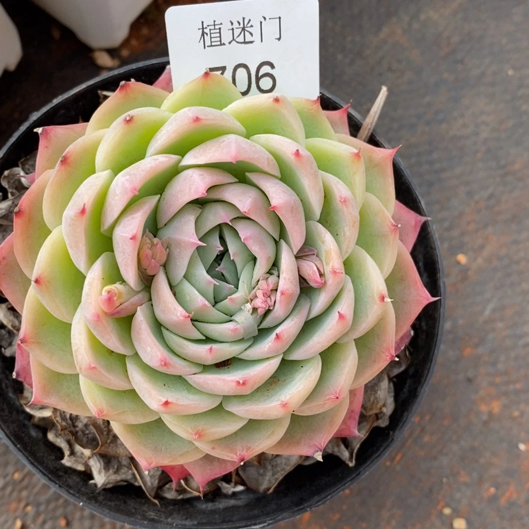 红**语杂交精品多肉706