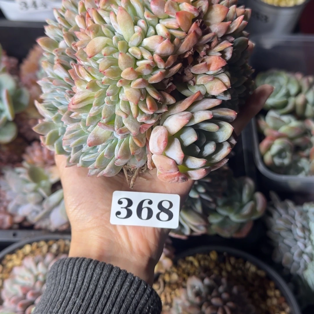 橙子叶插缀化一物一拍368