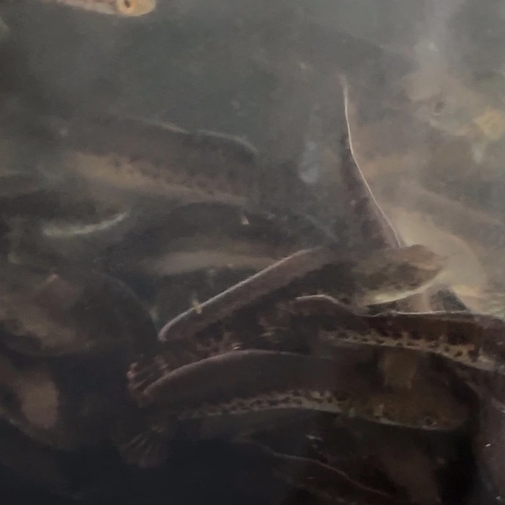 雷龙黄金眼镜蛇雷龙