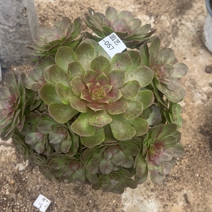 黑膜法师多肉植物057