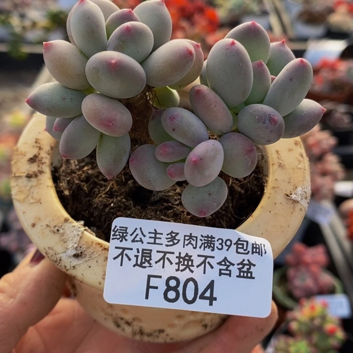 四代苹果奶7cm804多肉植物