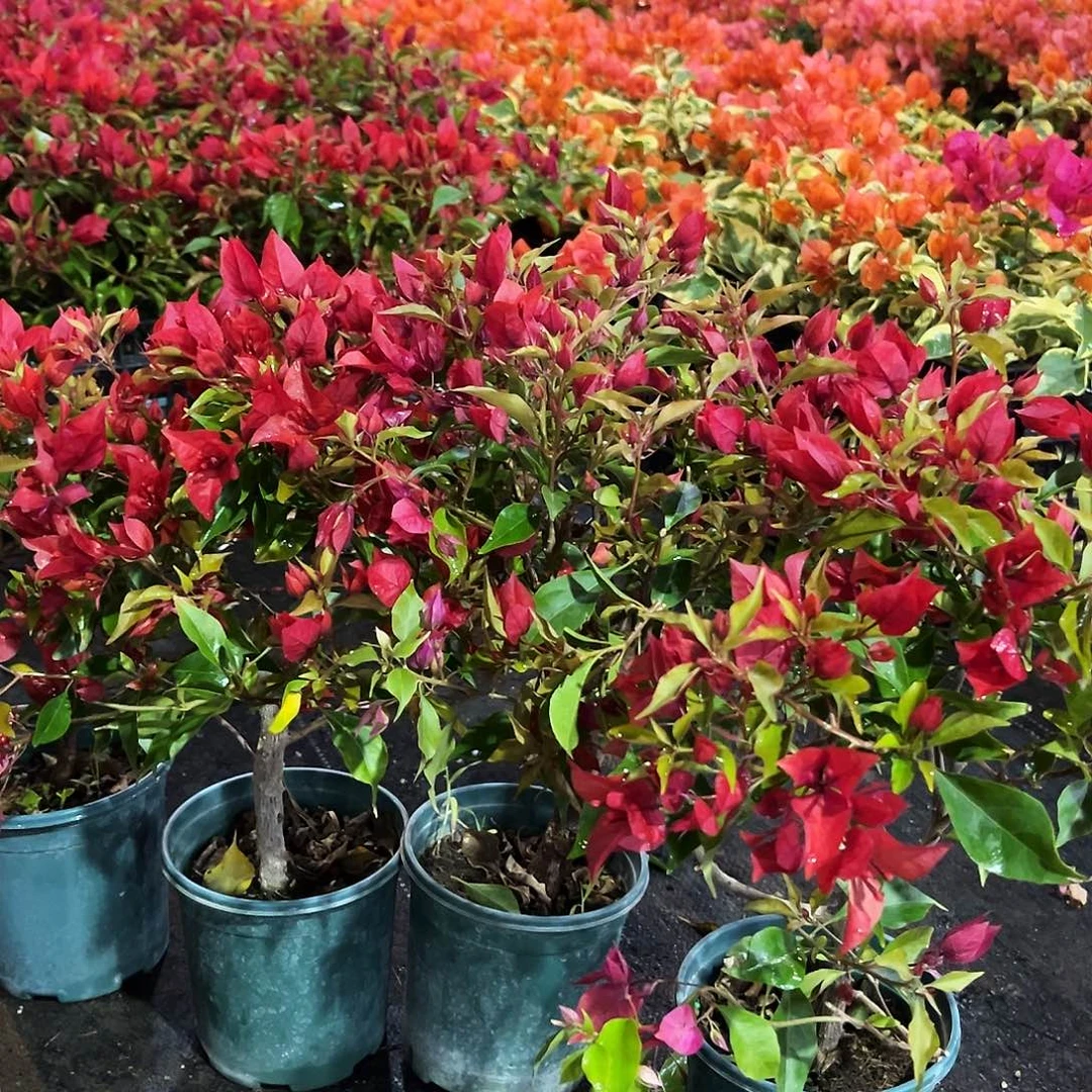 完全开放紫桑巴掌中宝一颗