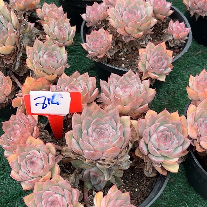 8玛格带盆一个多肉