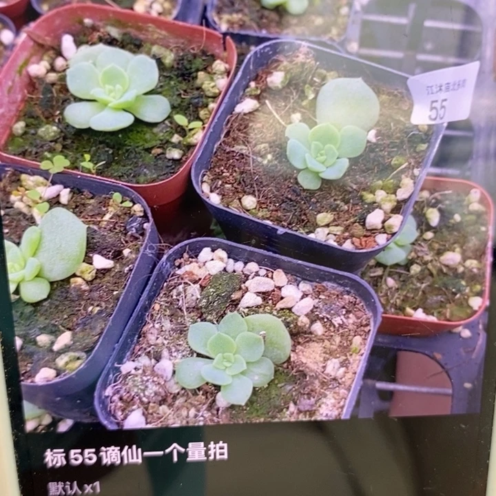 标55谪仙一个量拍