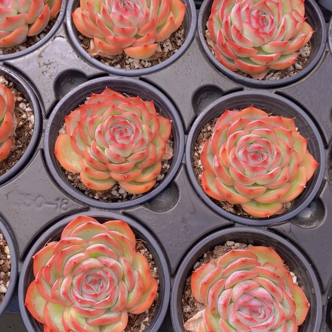 量拍13号 母本粉侧影单头两个