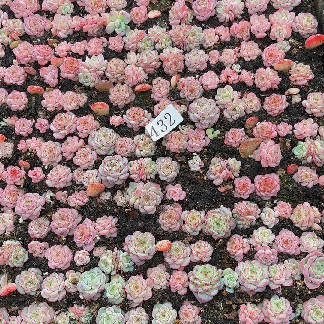 《****》多肉植物多肉植物432