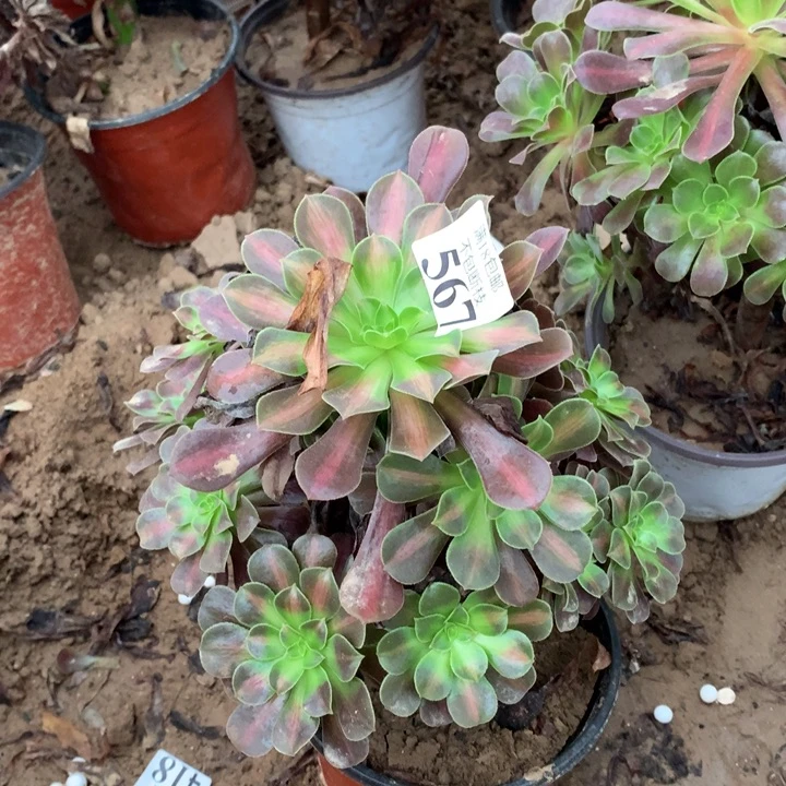 567花纳手捧2号棚