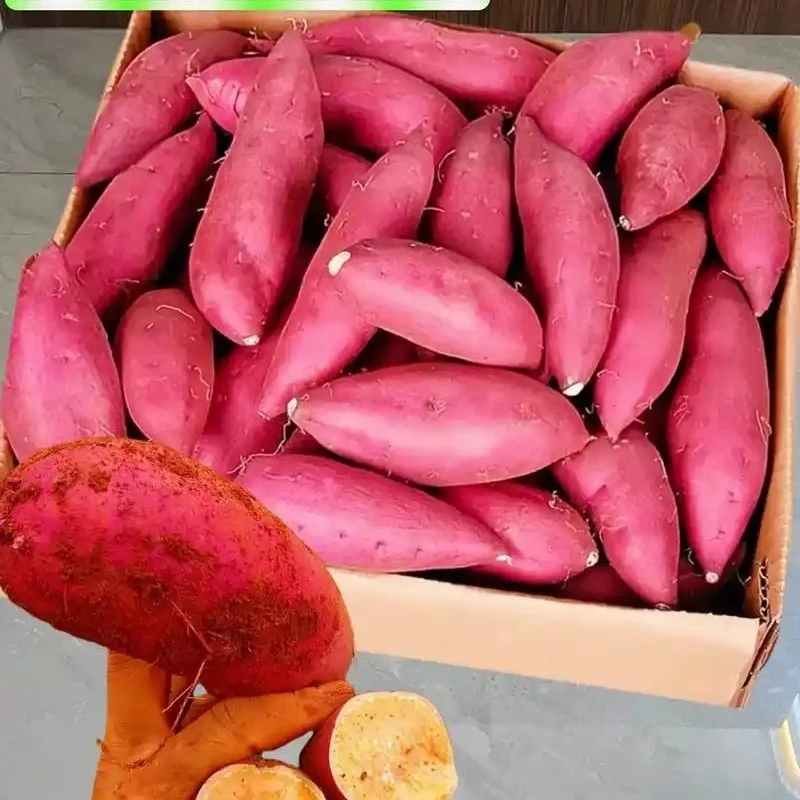 新鲜红薯窖藏红薯2500克五斤