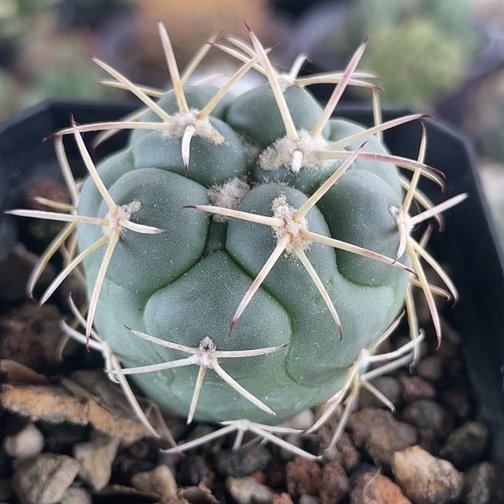 大祥冠实生仙人球