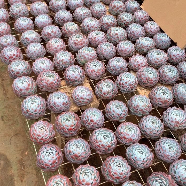 精控单头包子橙梦露两单包邮