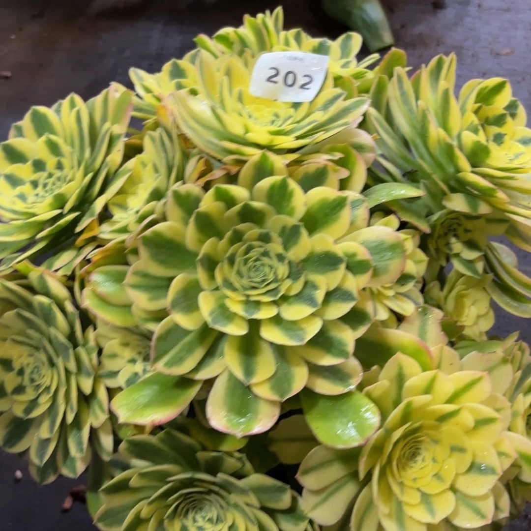 202多肉植物辛尼亚