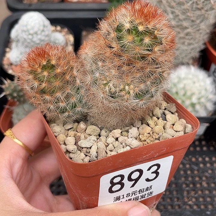 893双头红刺嘉文丸仙人球
