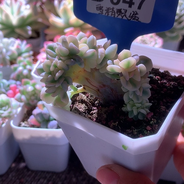 雪精灵缀化覆轮锦有根
