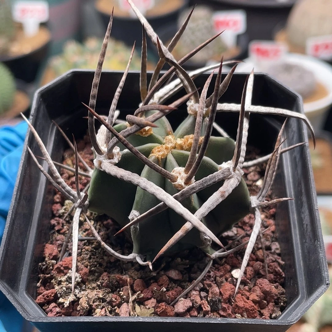 实生宽刺水牛角大凤玉