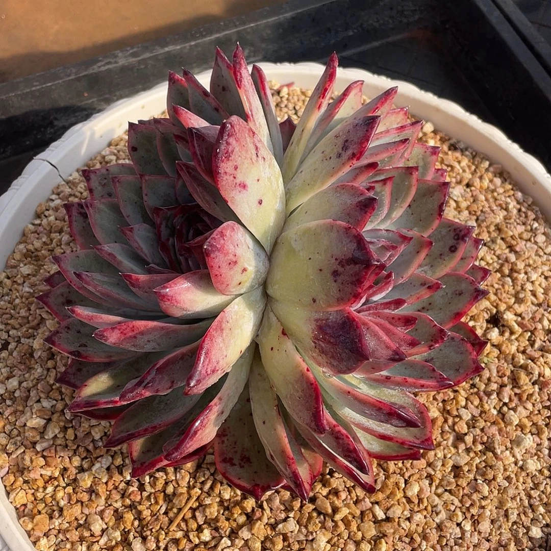 多肉植物一物一拍