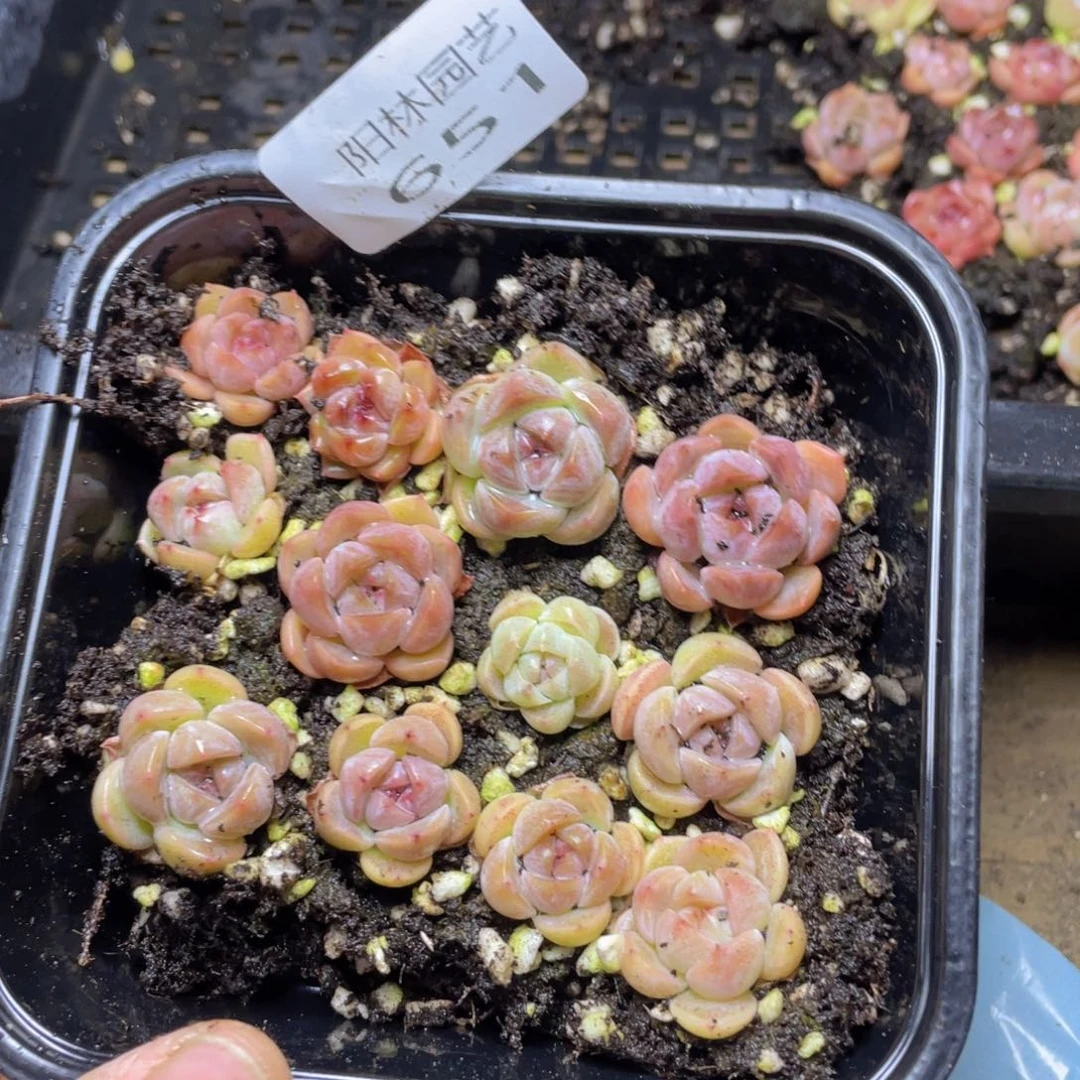 多肉植物多肉植物651