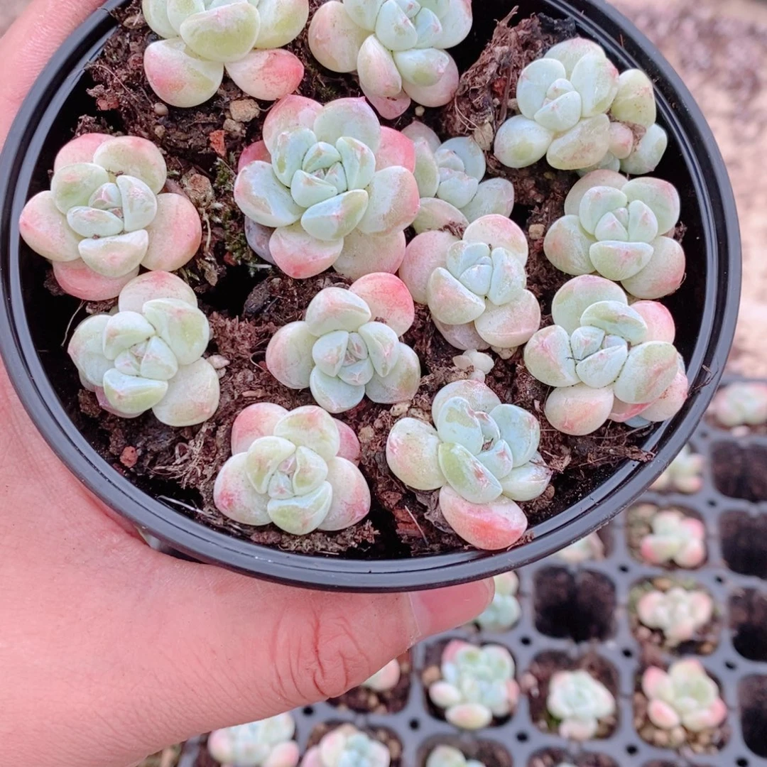 多肉植物精品切糕B454