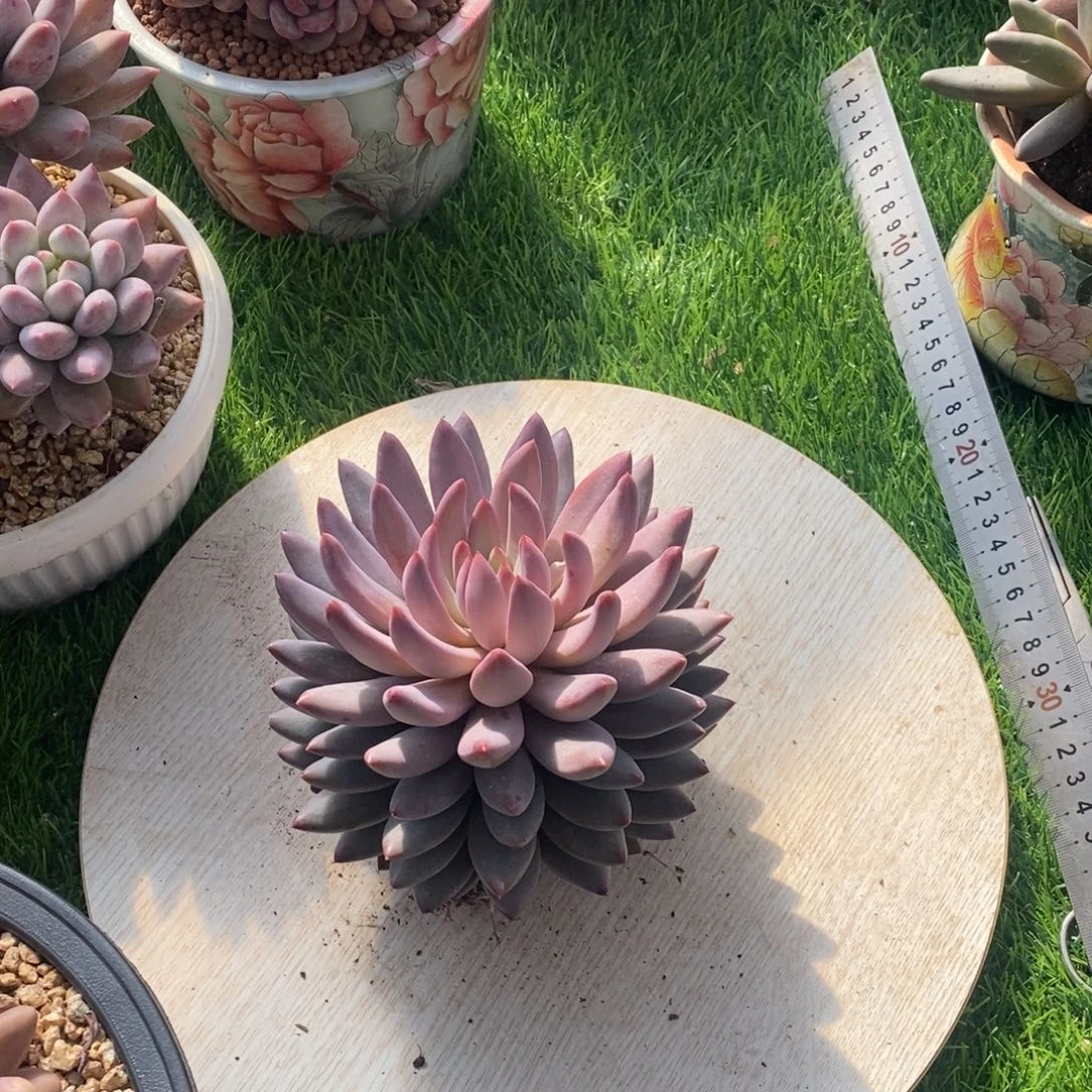 综合链接虞美人叠叶