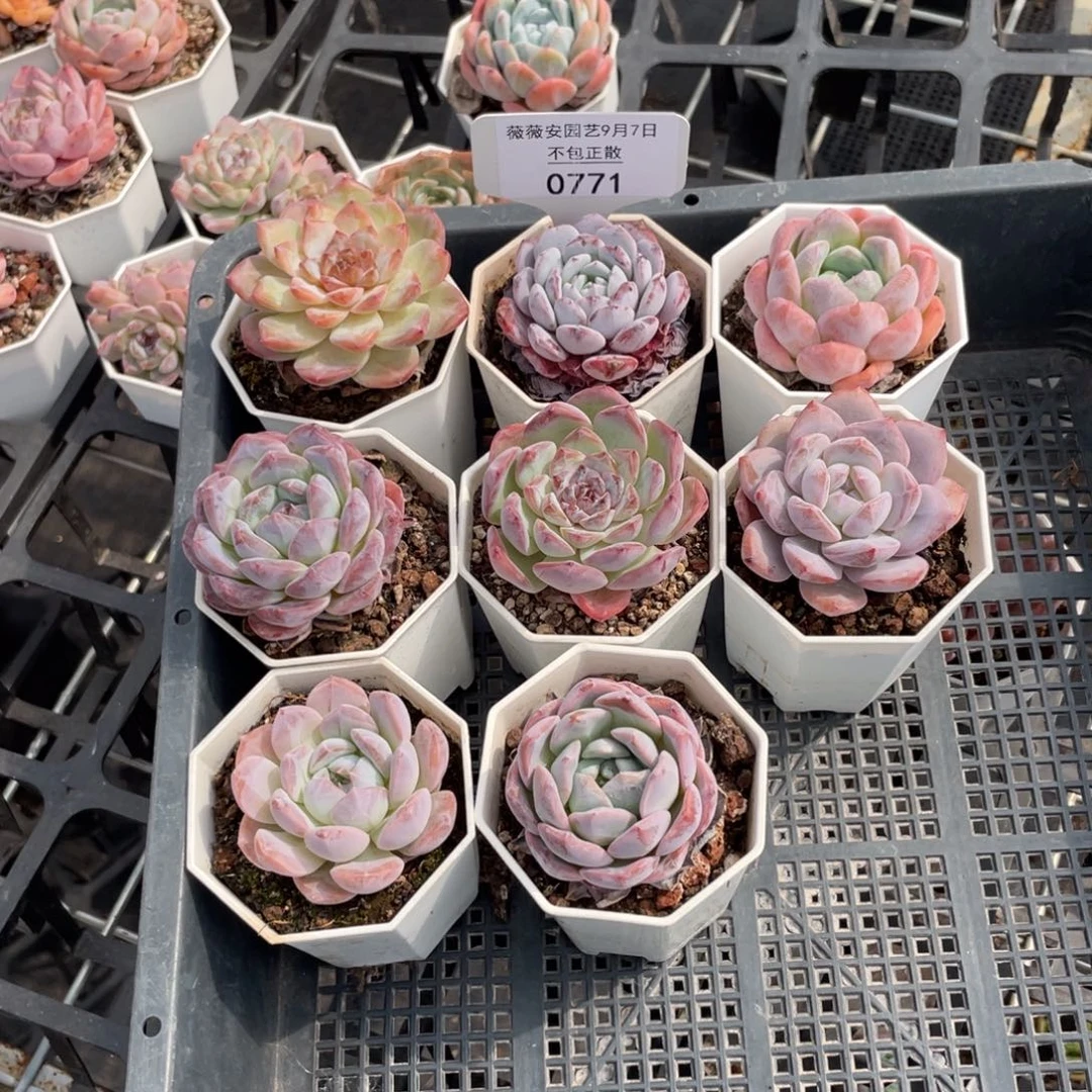 框拍不包整散0771