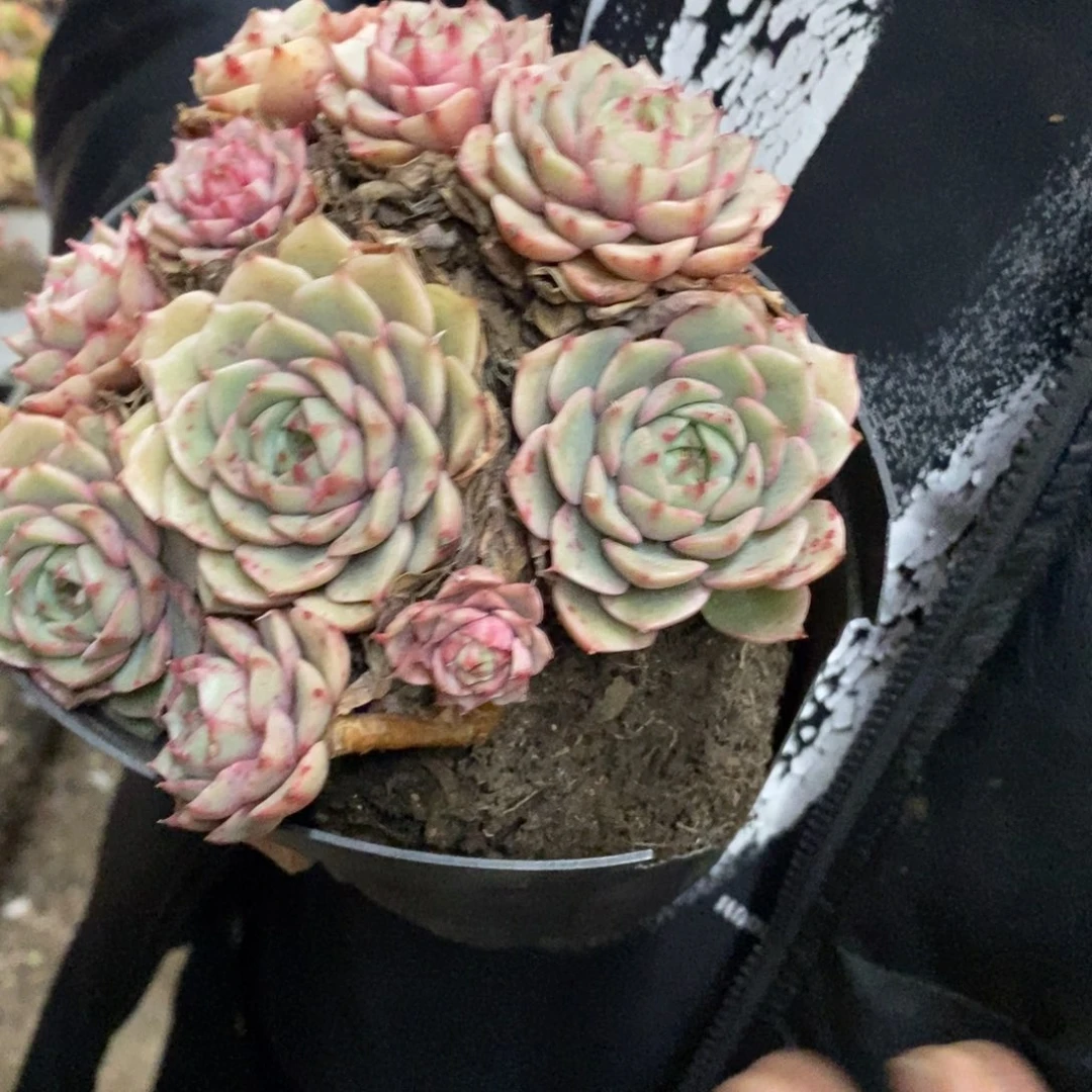 苯巴蒂斯手捧老桩