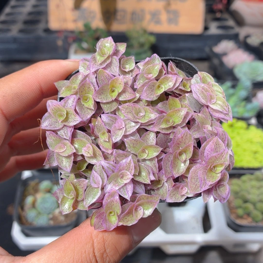 胭脂云多肉9.9包邮发货