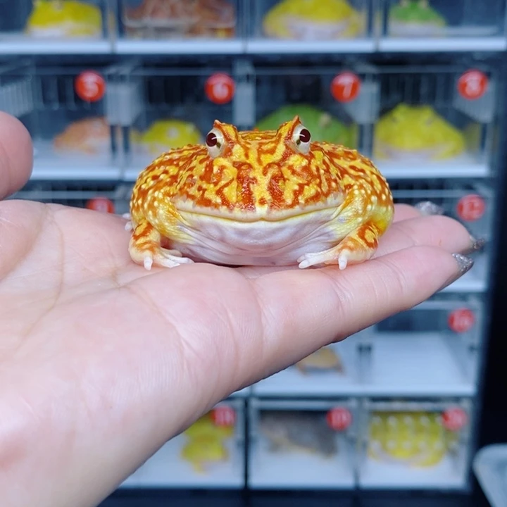 角蛙恭喜发财大吉大利