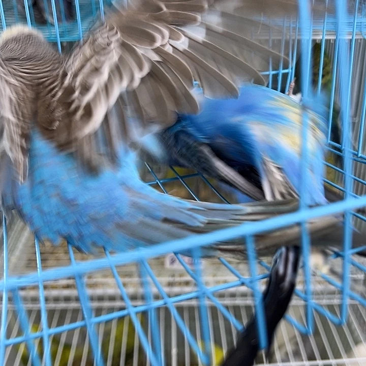 桃脸牡丹鹦鹉他不他不他DVD某
