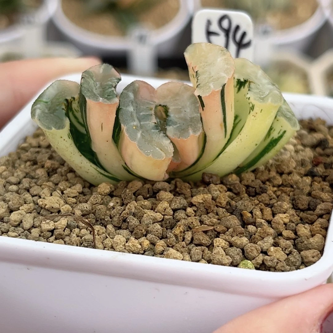 594白玉窗玉扇锦带仔福利专场