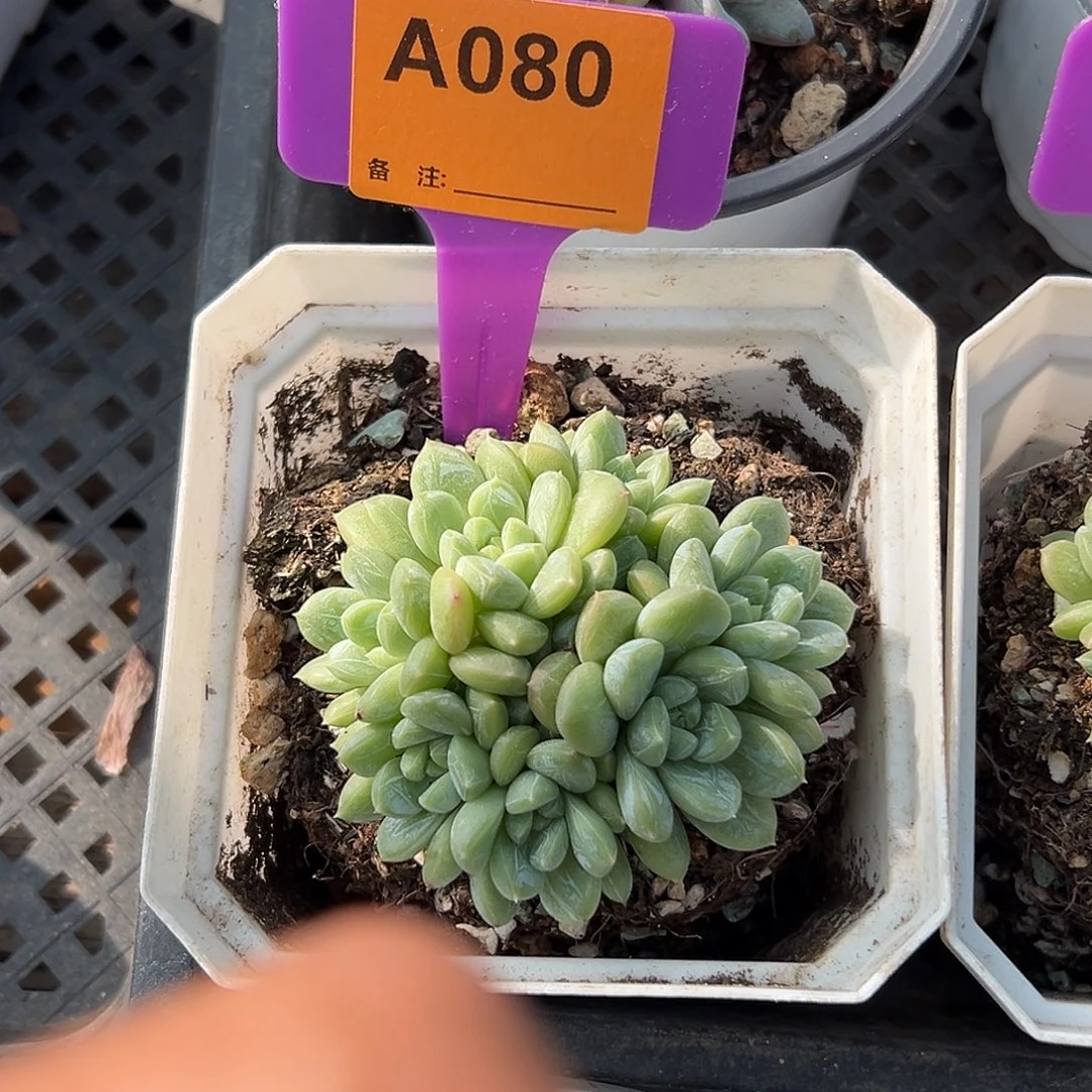 简***单多肉植物一物一拍
