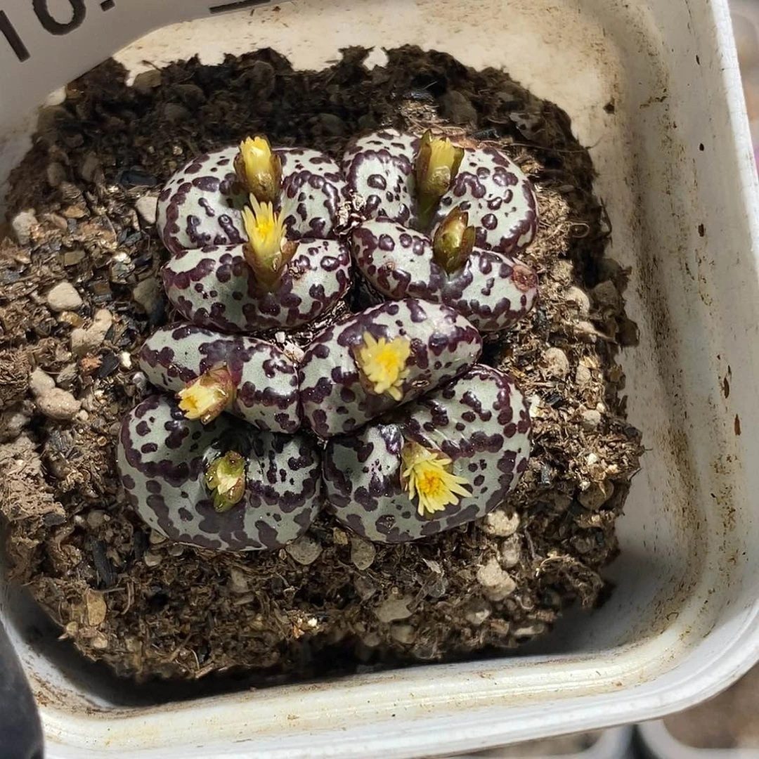 1002-106-黑点安贞有伤特。