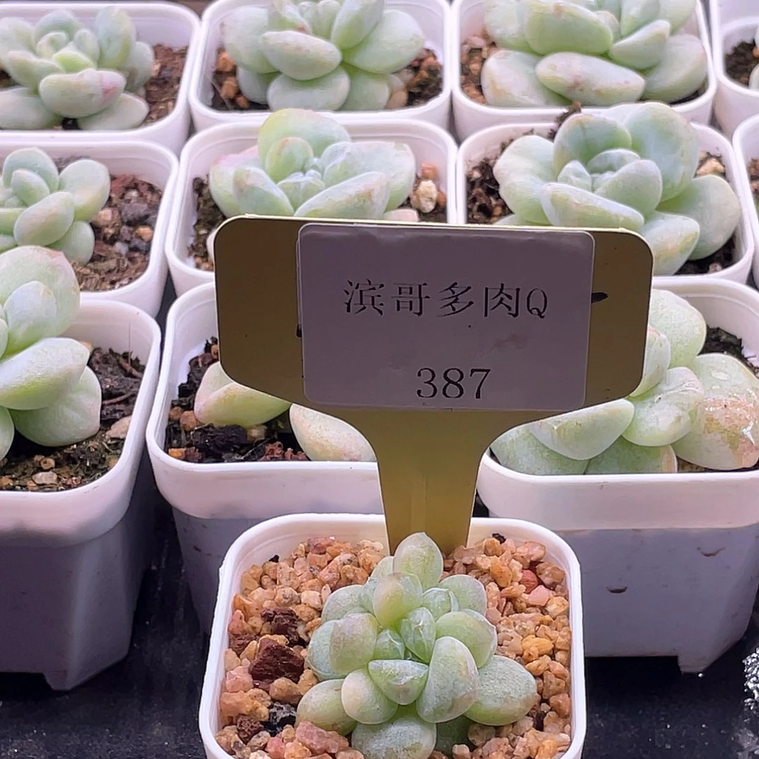 用***1滨哥多肉Q387冰玉石化三头福利