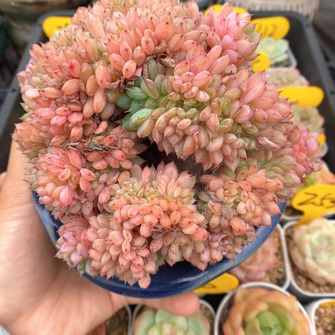 白胖子缀化可拍。